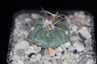 Echinocactus horizonthalonius VZD 1233